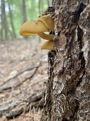 Tricholomopsis decora
