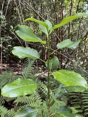 Euphorbiaceae