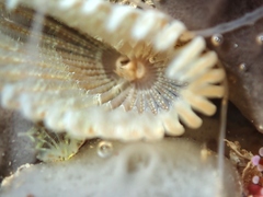Sabellidae