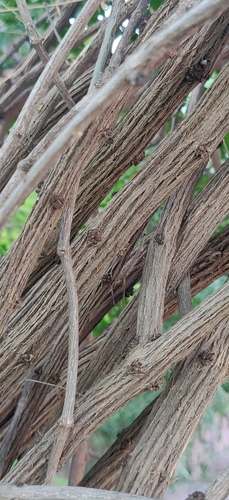 Image of Ephedra ciliata by (c) T R Shankar Raman, some rights reserved (CC BY)