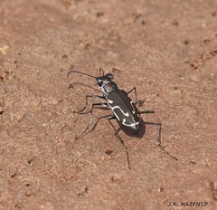 Cicindela tenuisignata