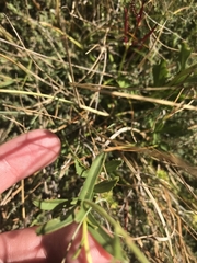 Brachyscome aculeata