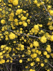 Acacia brownii