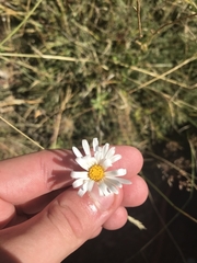 Brachyscome aculeata