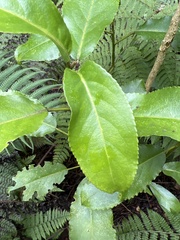 Euphorbiaceae