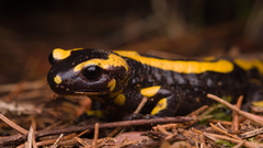 Salamandra salamandra