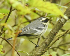 Setophaga nigrescens
