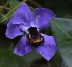 Bombus ephippiatus
