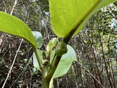 Euphorbiaceae