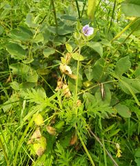 Erodium stephanianum