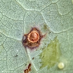 Neuroterus tantulus