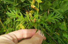 Erodium stephanianum