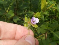 Erodium stephanianum