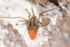 Trombidiformes
