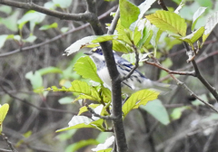 Setophaga nigrescens