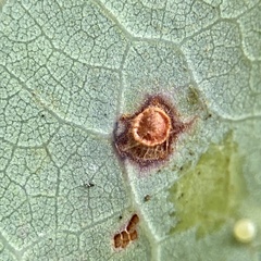 Neuroterus tantulus