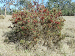 Hakea purpurea