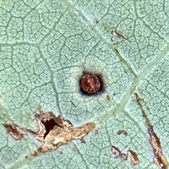 Neuroterus tantulus