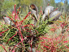 Hakea purpurea