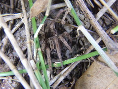 Mituliodon tarantulinus