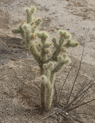Cylindropuntia echinocarpa