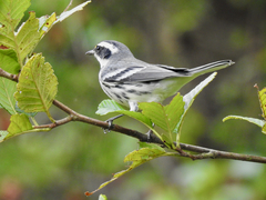 Setophaga nigrescens