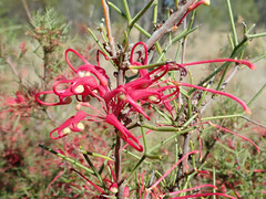 Hakea purpurea