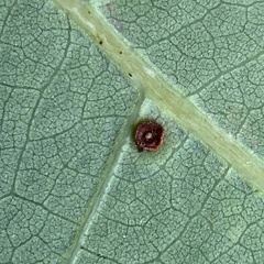 Neuroterus tantulus