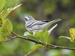 Setophaga nigrescens