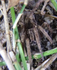 Mituliodon tarantulinus