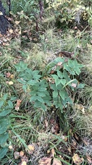 Vicia venosa baicalensis