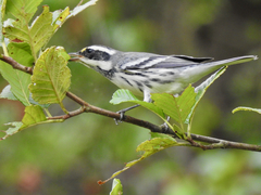 Setophaga nigrescens