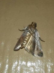 Chararica hystriculella