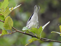 Setophaga nigrescens