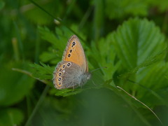 Coenonympha amaryllis