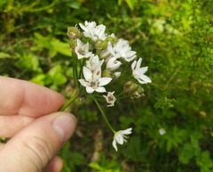 Allium ramosum