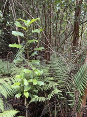Euphorbiaceae