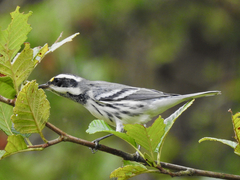 Setophaga nigrescens