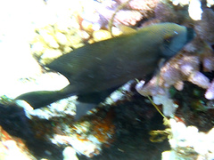 Ctenochaetus striatus