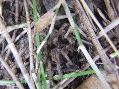 Mituliodon tarantulinus