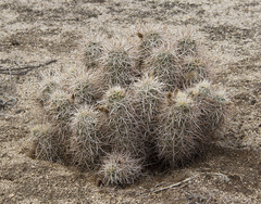 Echinocereus engelmannii engelmannii