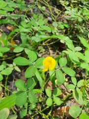 Arachis