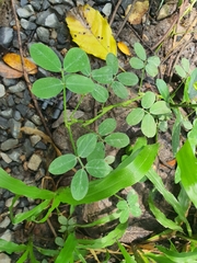 Arachis