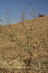 Eriogonum angulosum