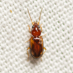 Tachys pulchellus