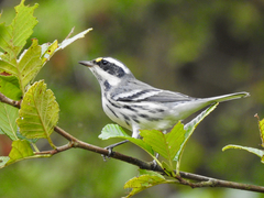Setophaga nigrescens