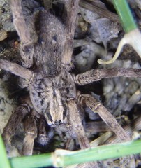 Mituliodon tarantulinus