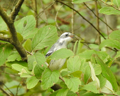 Setophaga nigrescens
