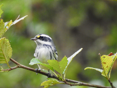 Setophaga nigrescens