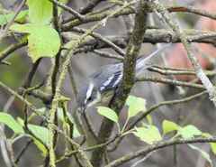 Setophaga nigrescens